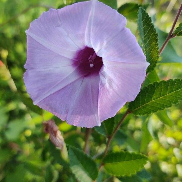 Ipomoea cordatotriloba Kvet