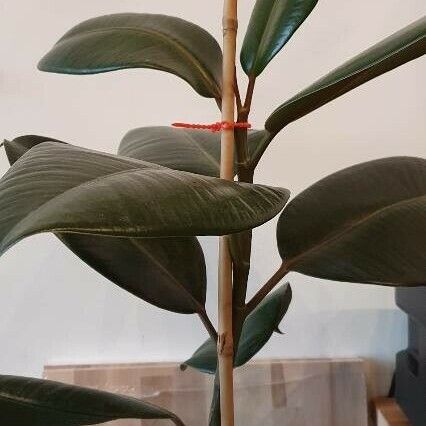 Ficus elastica Leaf