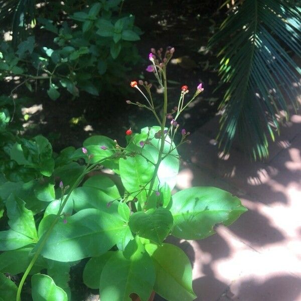 Talinum fruticosum Blüte