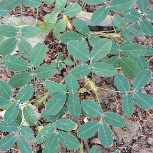 Arachis hypogaea List