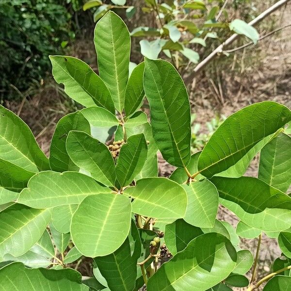 Vitex doniana Leaf