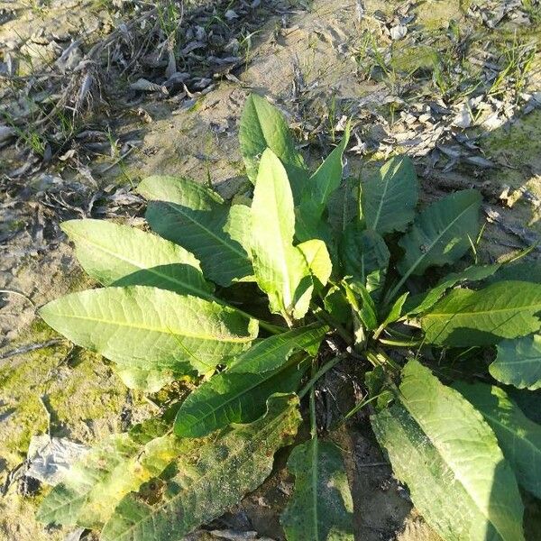 Rumex obtusifolius Hostoa