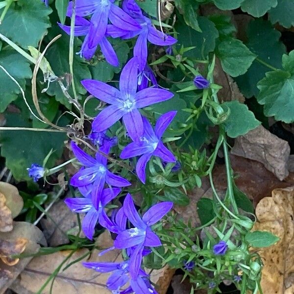 Campanula garganica Çiçek