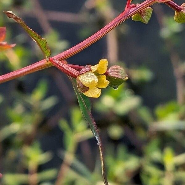 Ludwigia octovalvis Blomma