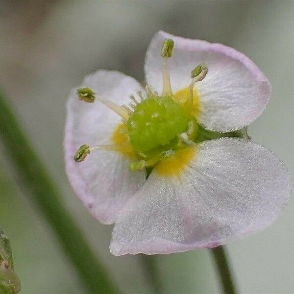 Alisma lanceolatum 花