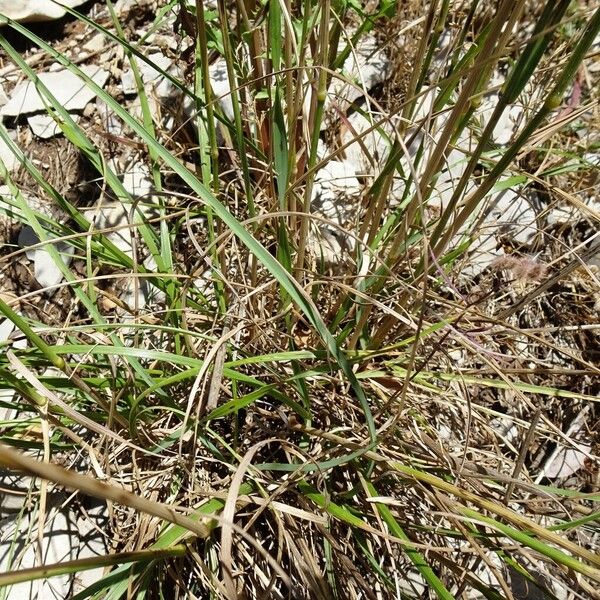 Brachypodium retusum Leaf