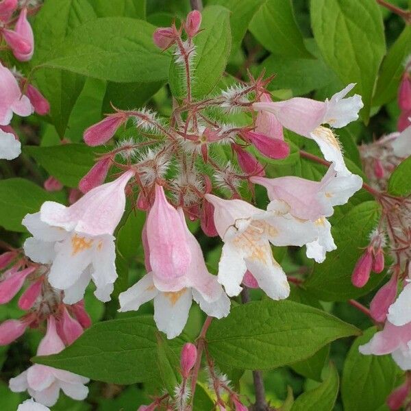 Kolkwitzia amabilis Bloem