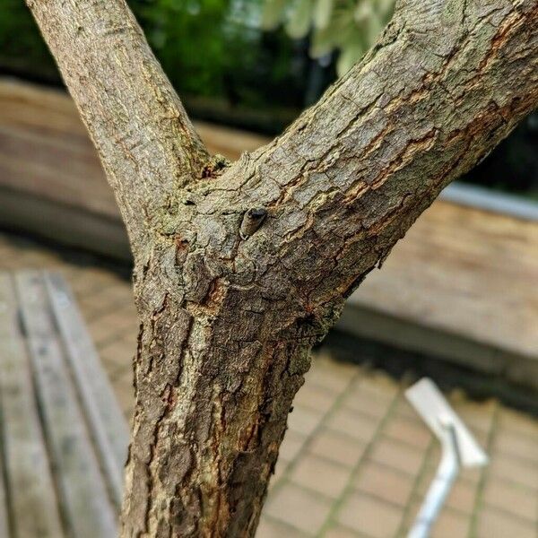Quercus sagrana Corteza