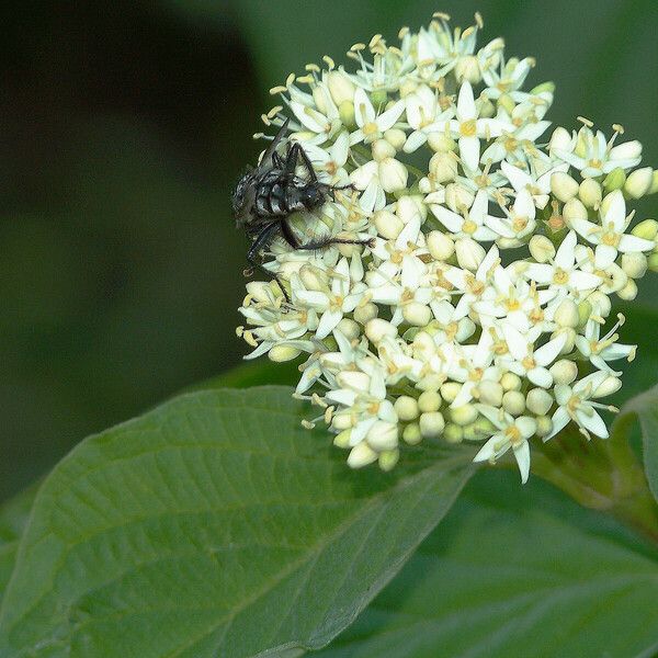 Cornus sericea Blomst