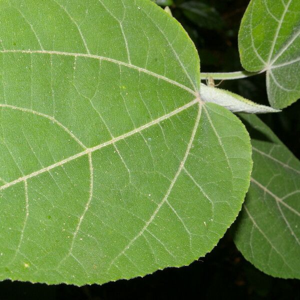 Malvaviscus concinnus Leaf