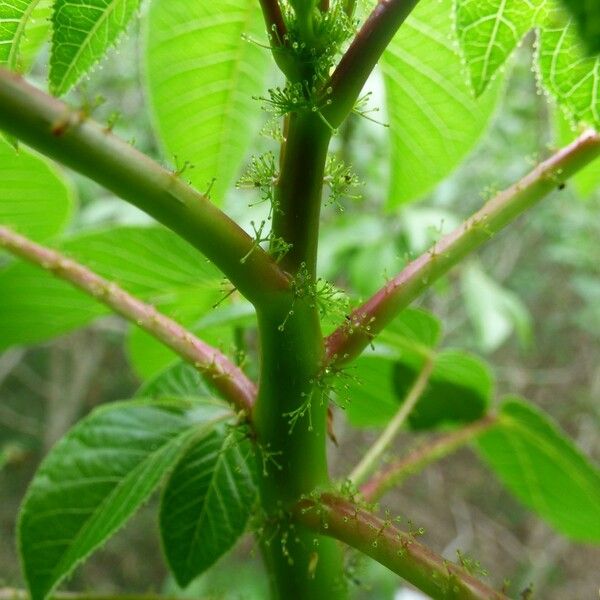 Jatropha gossypiifolia Bark