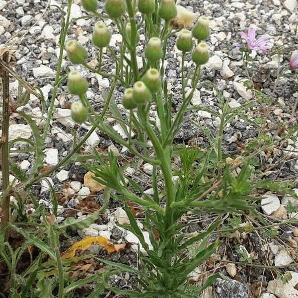 Erigeron bonariensis Цвят