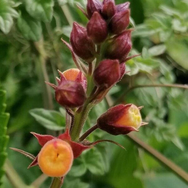 Eccremocarpus scaber Fiore