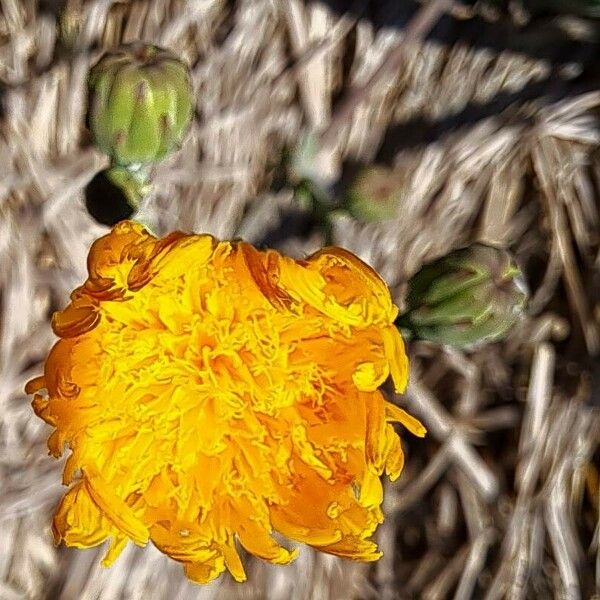 Sonchus maritimus 花