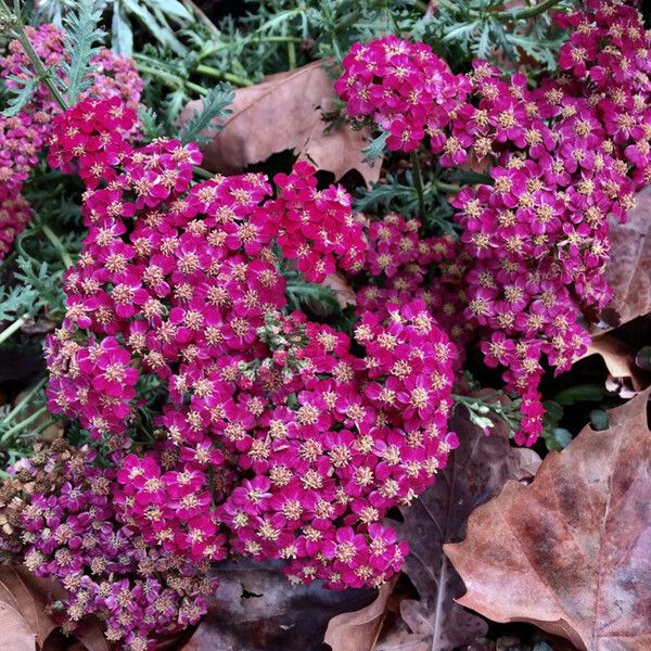 Spiraea japonica Flors