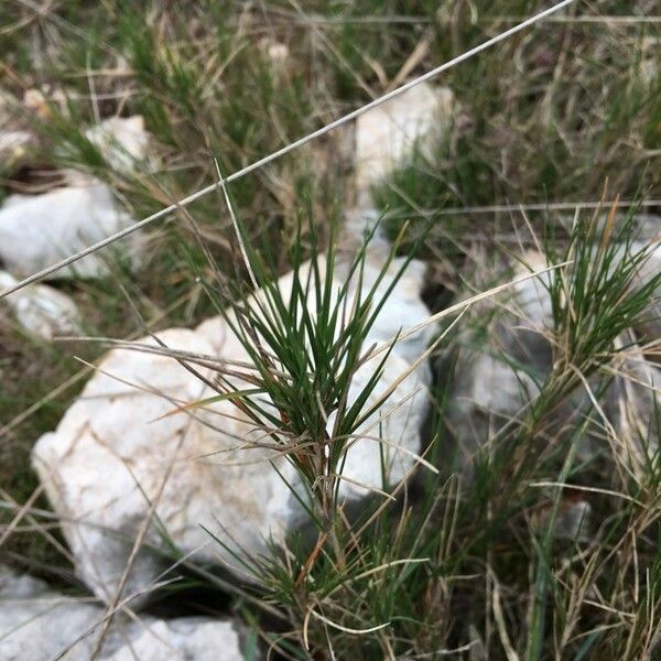 Aeluropus littoralis Leaf