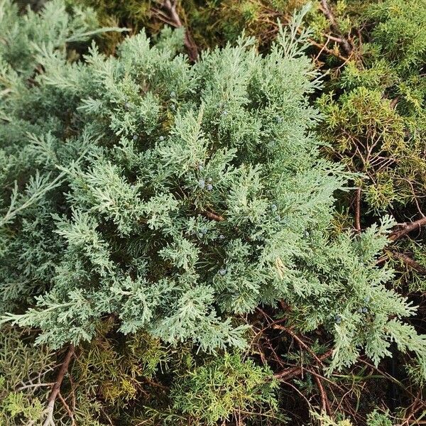 Juniperus horizontalis Yeri