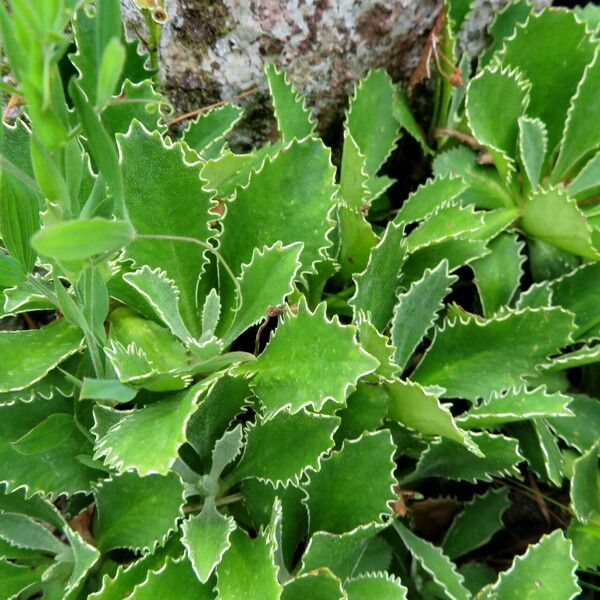 Primula marginata 叶