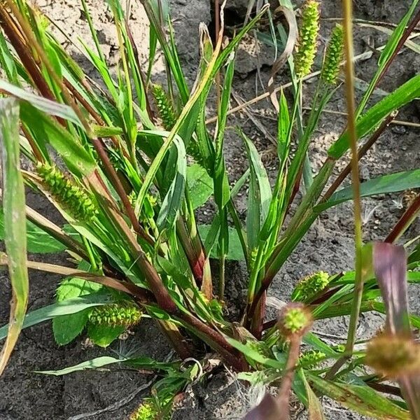 Setaria verticillata Ліст