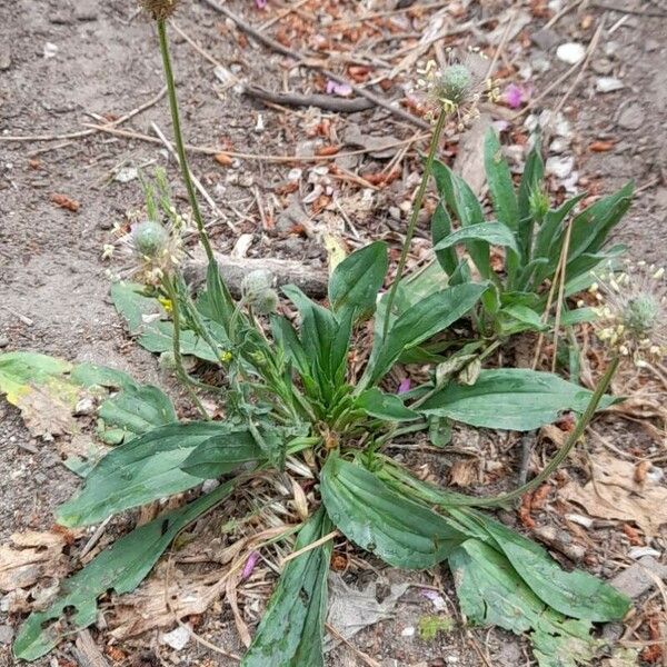 Plantago lagopus Vekstform