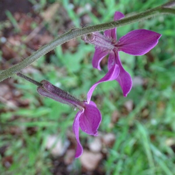 Hesperis laciniata 花