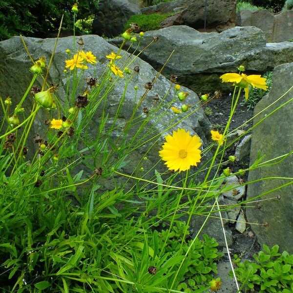 Coreopsis lanceolata عادت