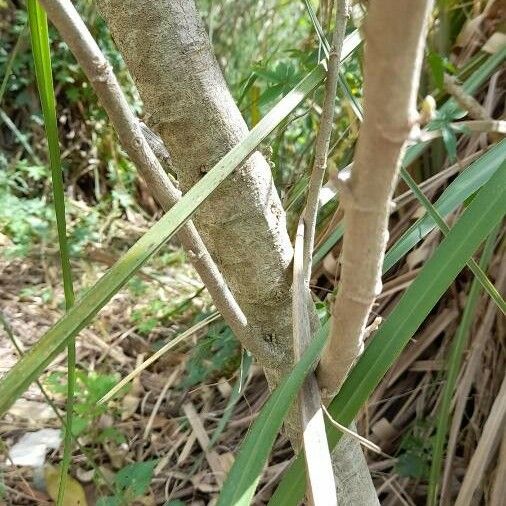 Abutilon grandifolium Bark