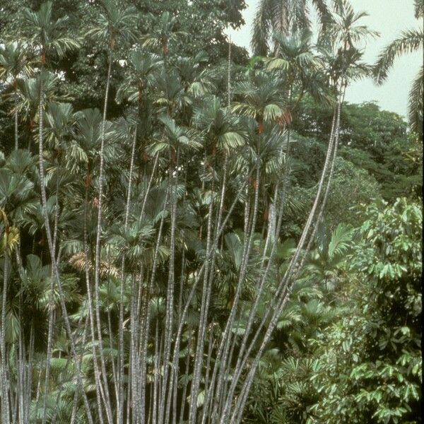 Cyrtostachys renda Plante entière