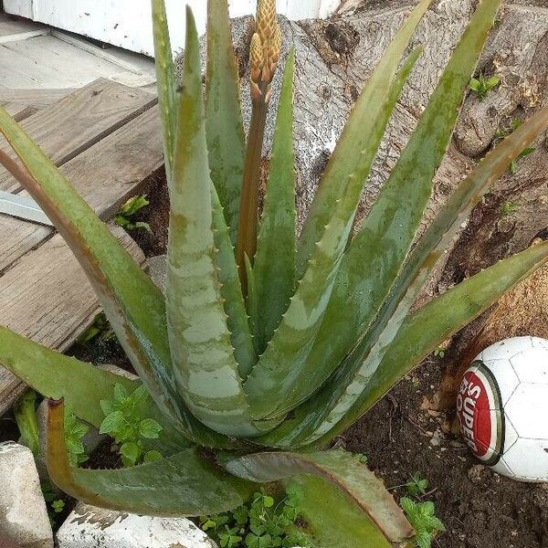 Aloe vera Kwiat