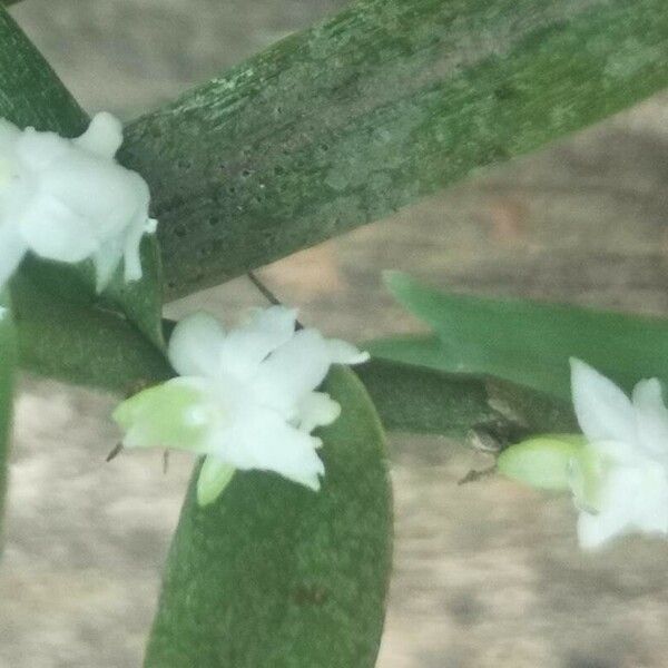 Eggelingia gabonensis 花