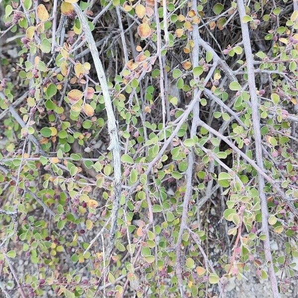 Cotoneaster nummularius Habitat