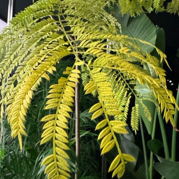 Jacaranda mimosifolia Leaf