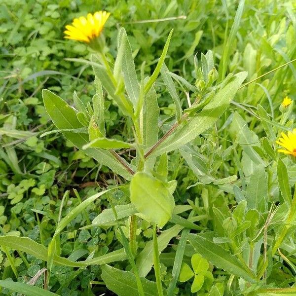 Calendula arvensis Habitatea