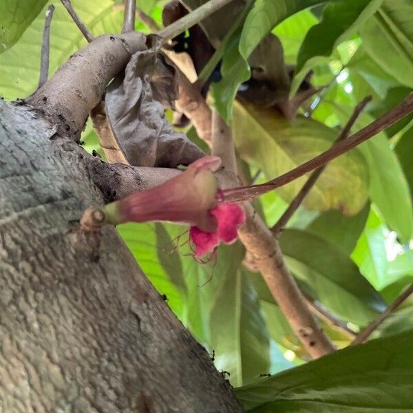 Syzygium malaccense Flors