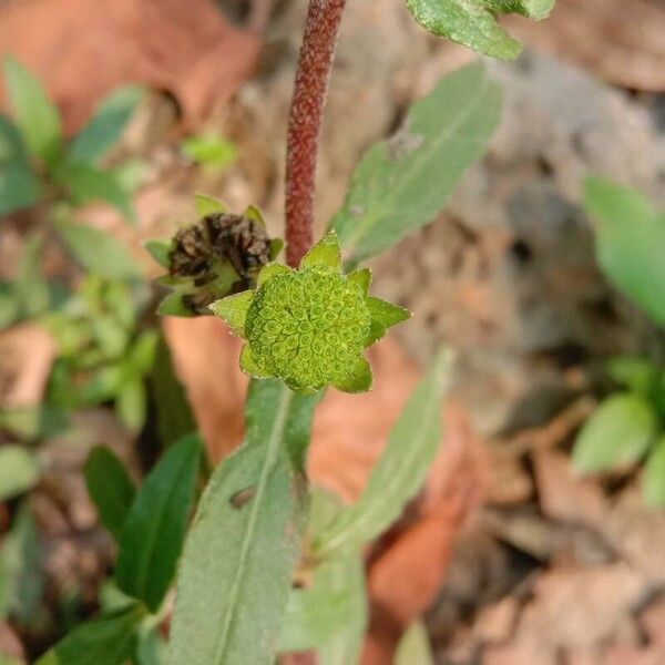 Eclipta prostrata ᱡᱚ