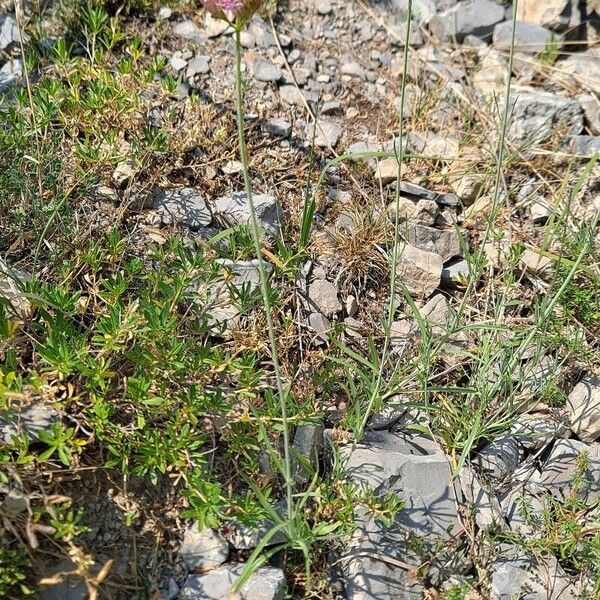 Centranthus angustifolius 整株植物