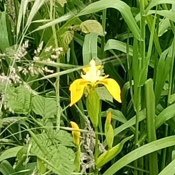 Iris pseudacorus Virág