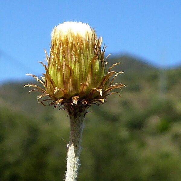 Phagnalon saxatile Flower