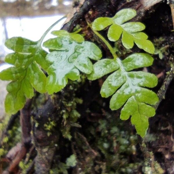 Polypodium vulgare Лист