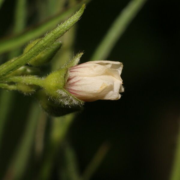 Sida linifolia Blüte