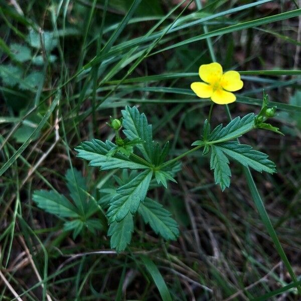 Potentilla erecta 形态