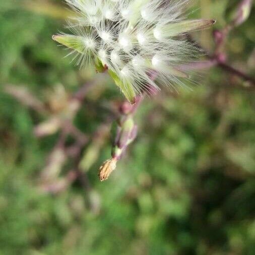 Bothriochloa barbinodis Çiçek