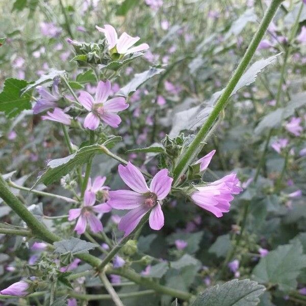 Malva sylvestris Цветок