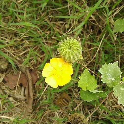 Abutilon indicum फल