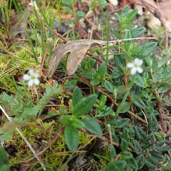 Teesdalia nudicaulis Кветка