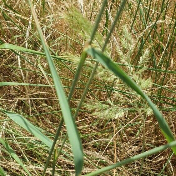 Calamagrostis epigejos Leaf