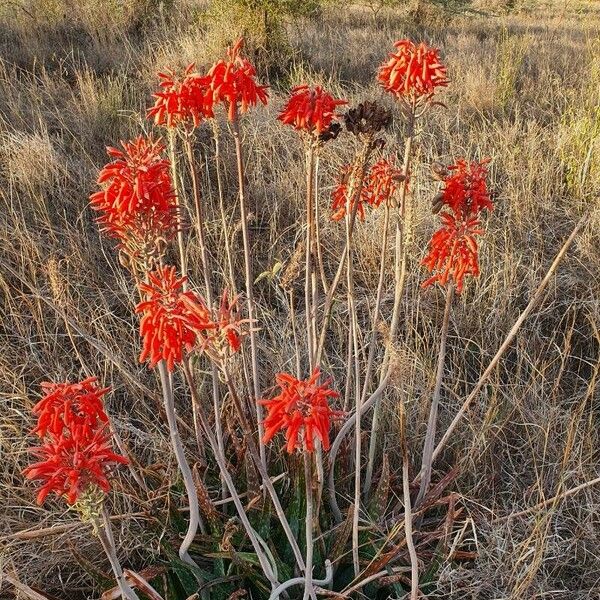 Aloe ellenbeckii Flower