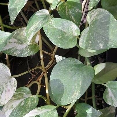 Epipremnum aureum Leaf