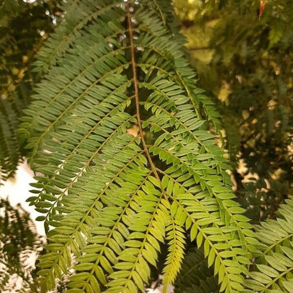 Jacaranda mimosifolia Ліст