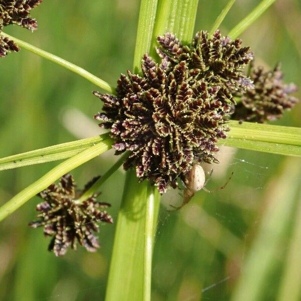 Cyperus difformis Frukt